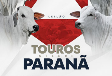 LEILÃO TOUROS NELORE PARANÃ